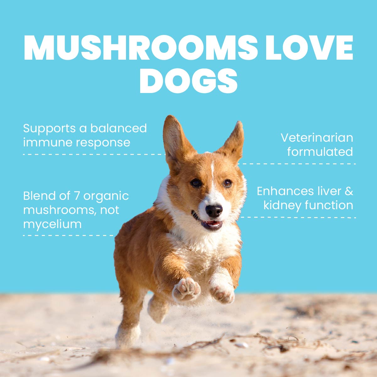 Four Leaf Rover Seven 'Shrooms - Organic Mushroom Mix