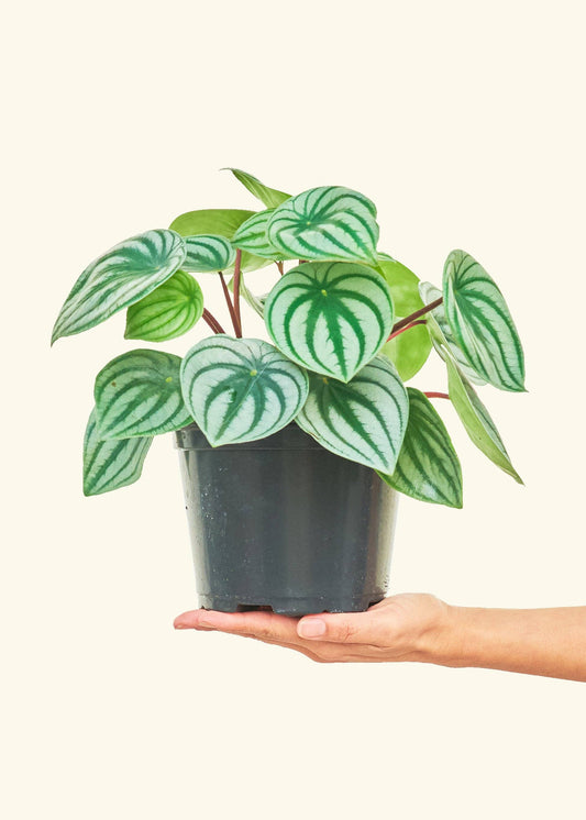 Rooted - Watermelon Peperomia "Pet Friendly"