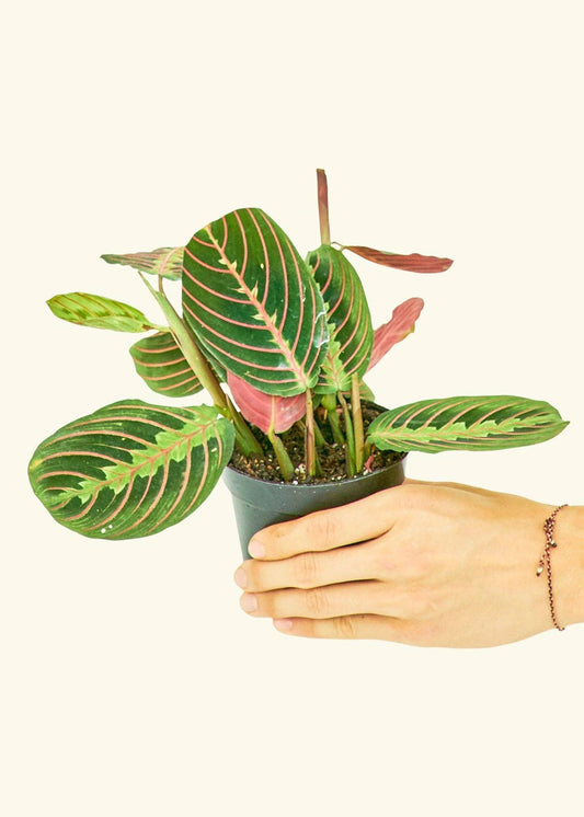 Rooted - Red Prayer Plant "Pet Friendly"