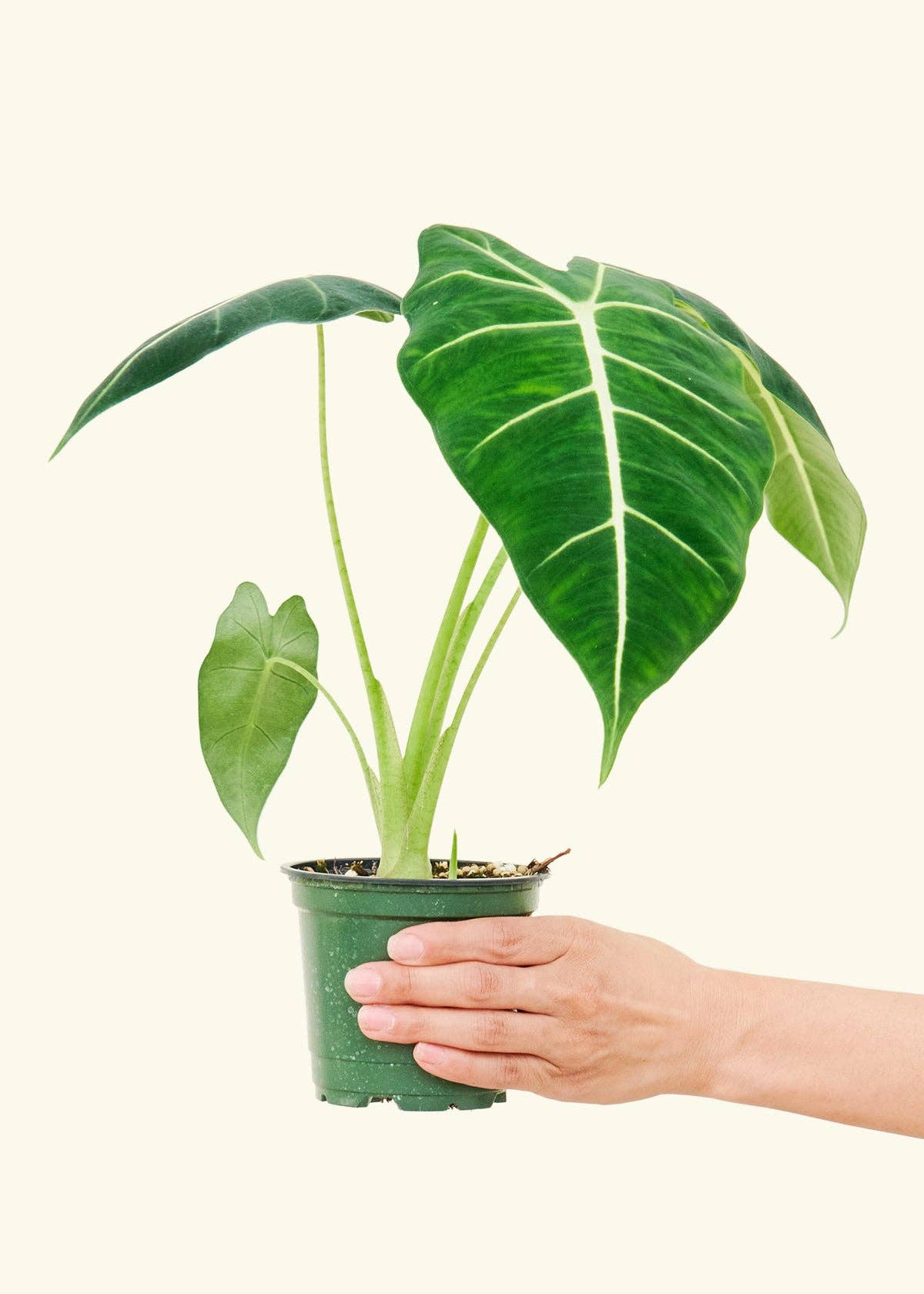 Rooted - Alocasia 'Frydek'